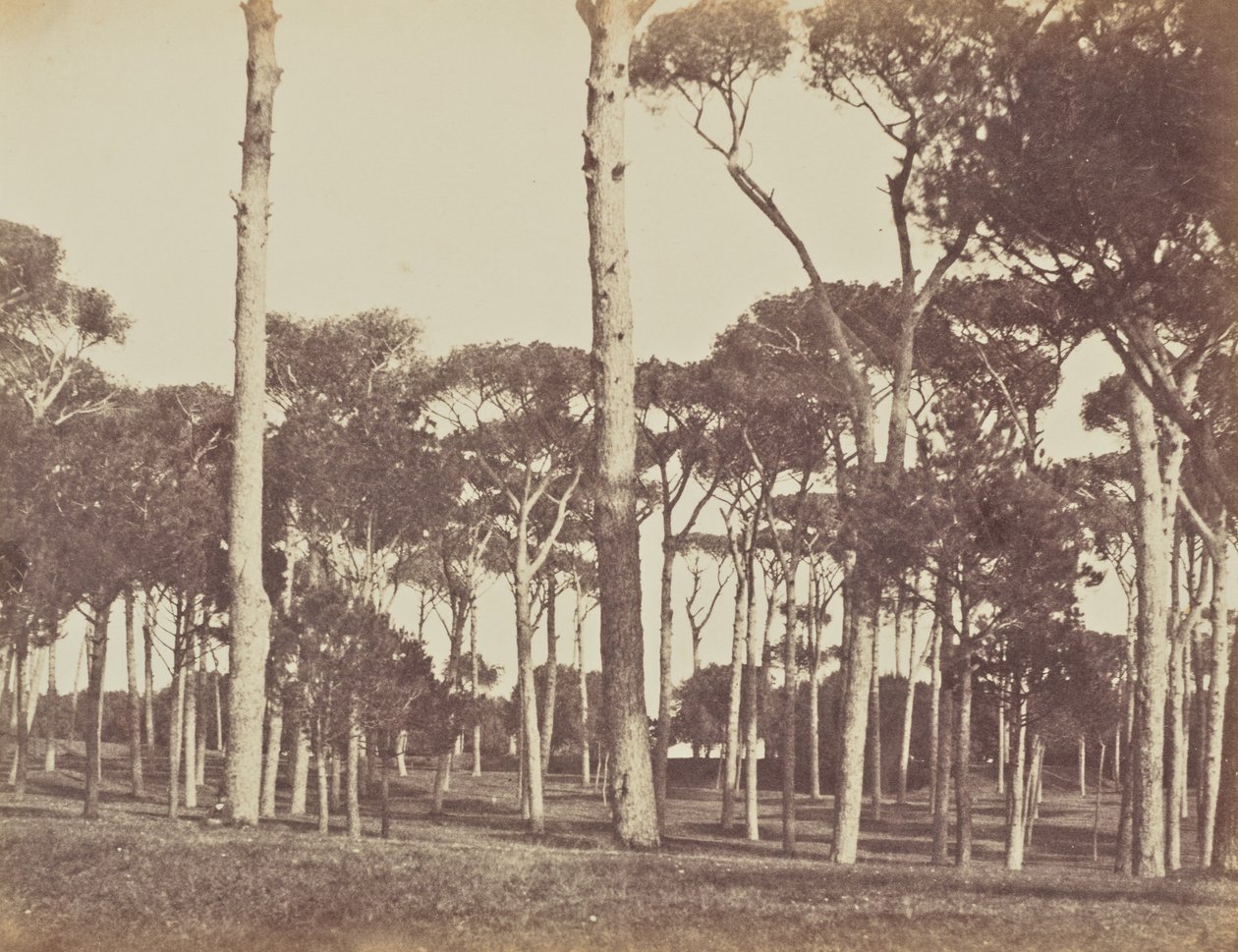 Kamenný borový háj, Villa Pamfili Doria, Řím od Jane Martha St. John