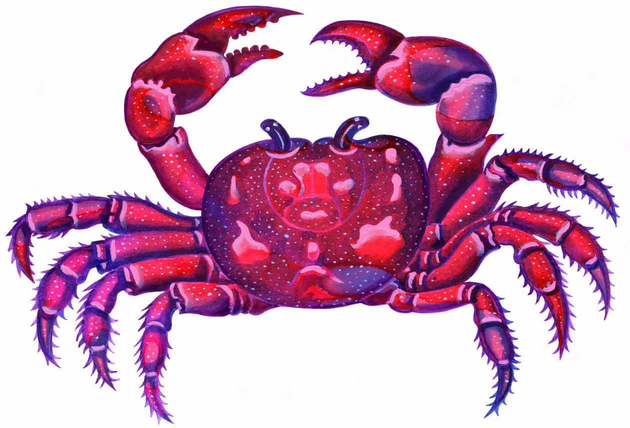 Cancer the Crab, 1996, (inkoust a kvaš) od Jane Tattersfield