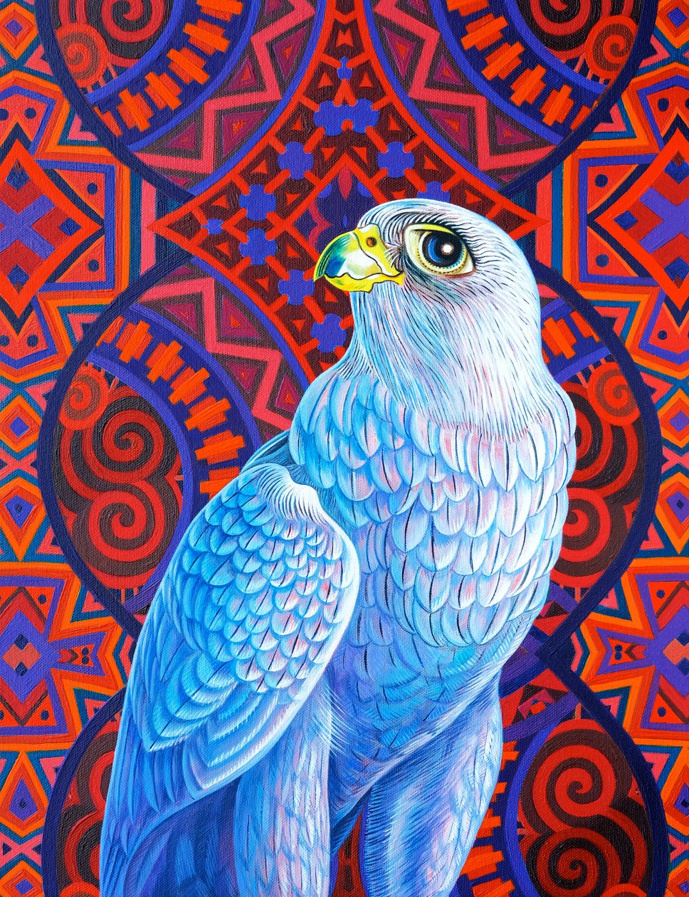 Sokol šedý, 2017, od Jane Tattersfield