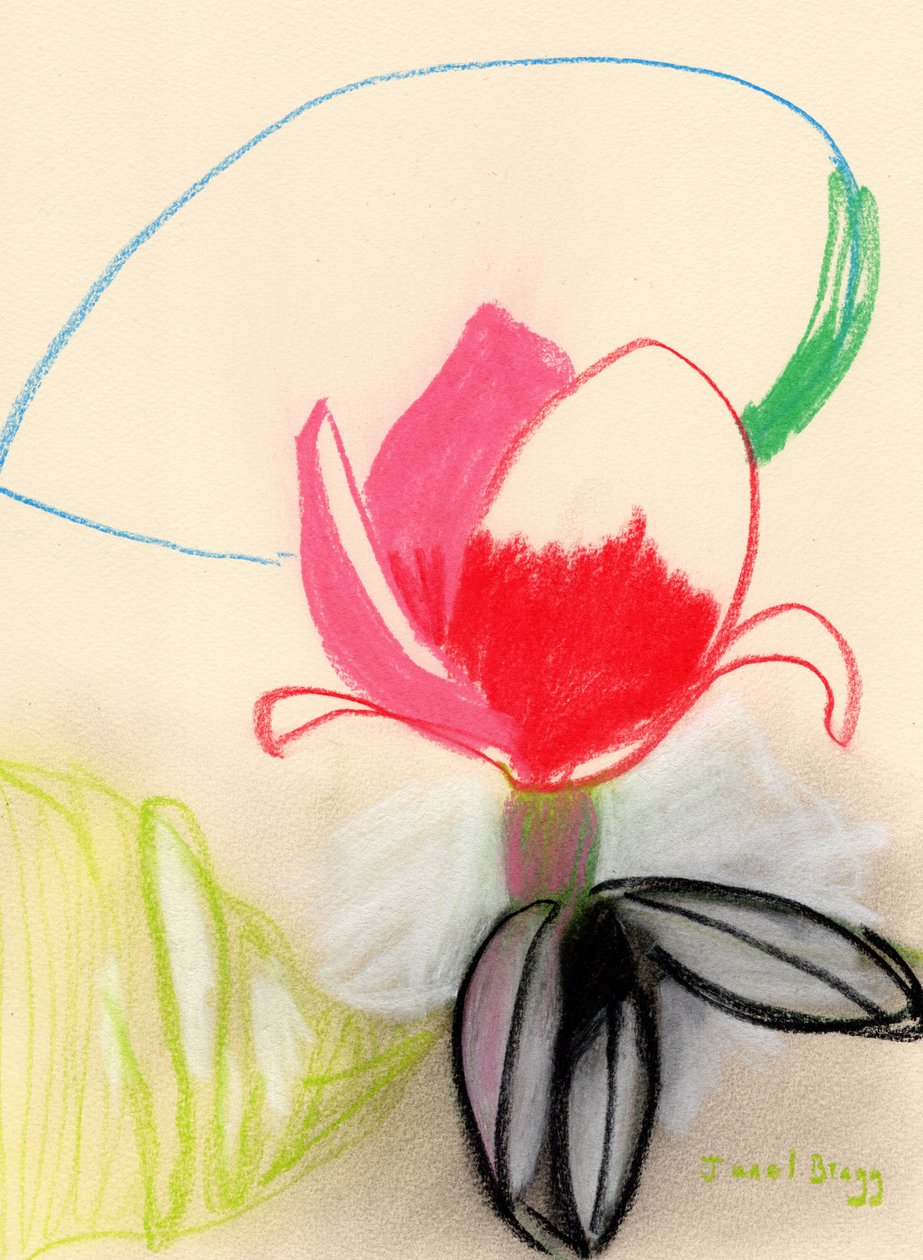Barevná magnólie, cca 2021 (pastel na papíře) od Janel Bragg