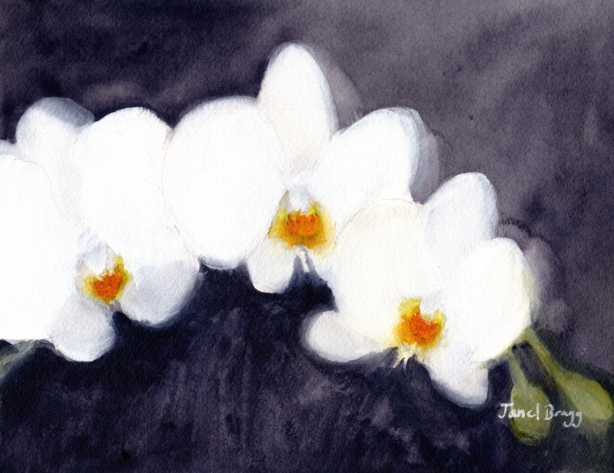 Orchidej White Phalaenopsis, cca 2021 (akvarel a kasein na papíře) od Janel Bragg