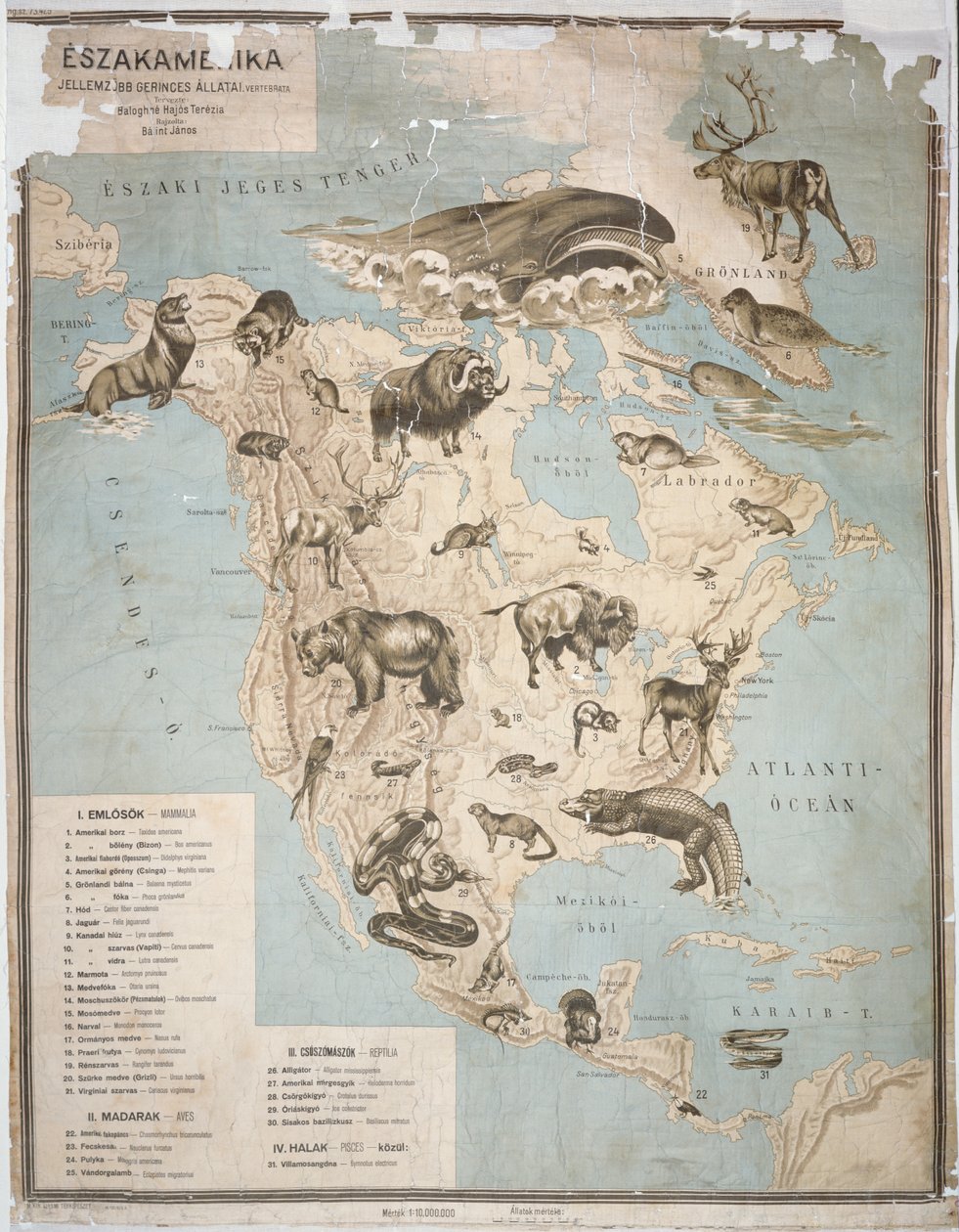 Mapa zvířat v Severní Americe, (barevná rytina) od Janos Balint