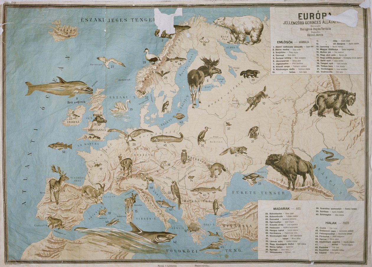 Mapa zvířat v Evropě, (barevná rytina) od Janos Balint
