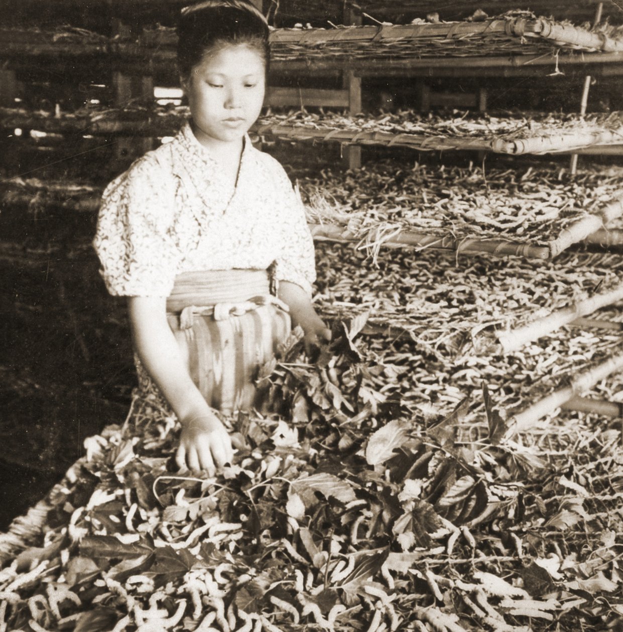 Krmení mladých bourců morušových listů moruše, cca 1900 (foto alba) od Japanese Photographer