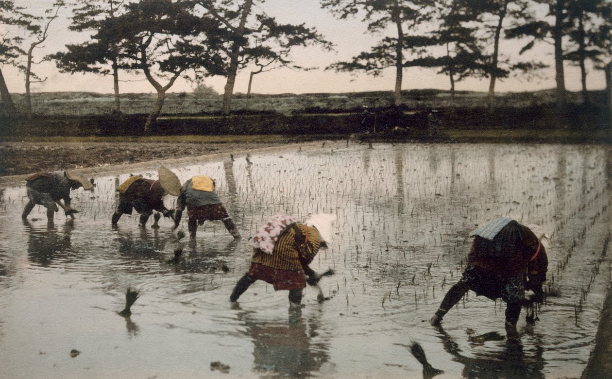 Pět rolníků znovu sázejících rýži na rýžovém poli (ručně kolorovaná fotografie) od Japanese Photographer