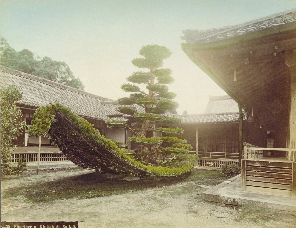 Borovice v Kinkaku-ji, Kyoto, kolem roku 1905 (barevné fotografie) od Japanese Photographer