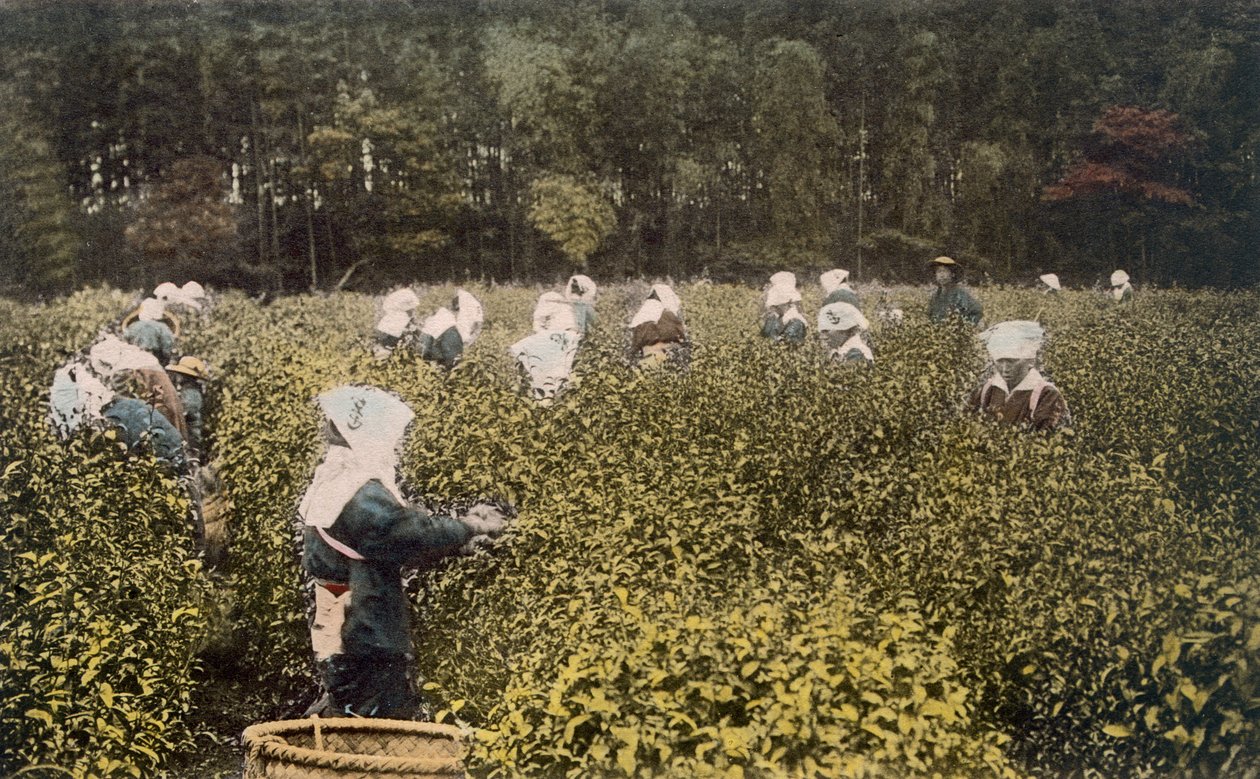 Ženy sbírají čaj, s mužským dozorcem (ručně kolorovaná fotografie) od Japanese Photographer