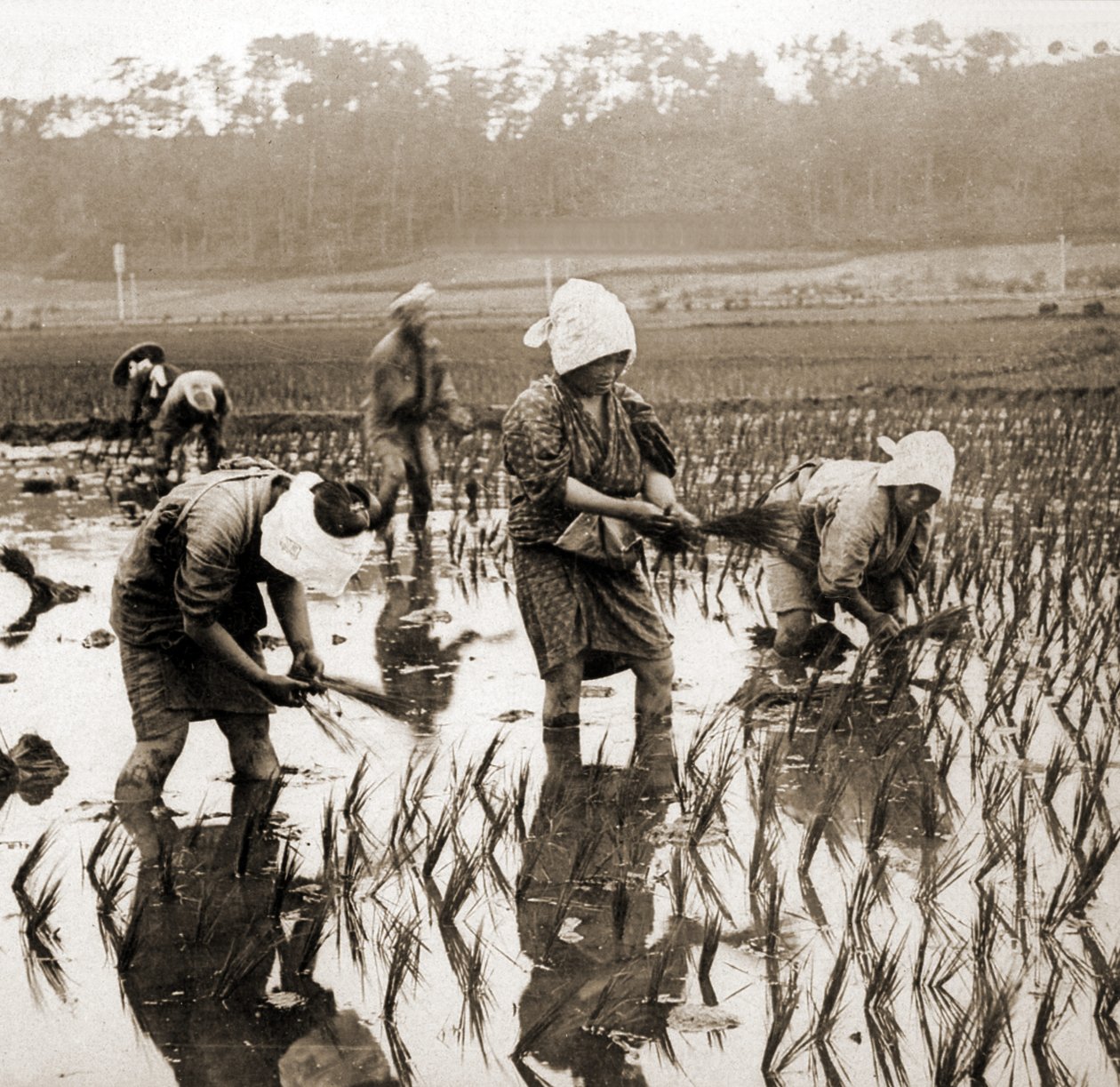 Ženy sázející rýži v Japonsku, cca 1900 (foto alba) od Japanese Photographer