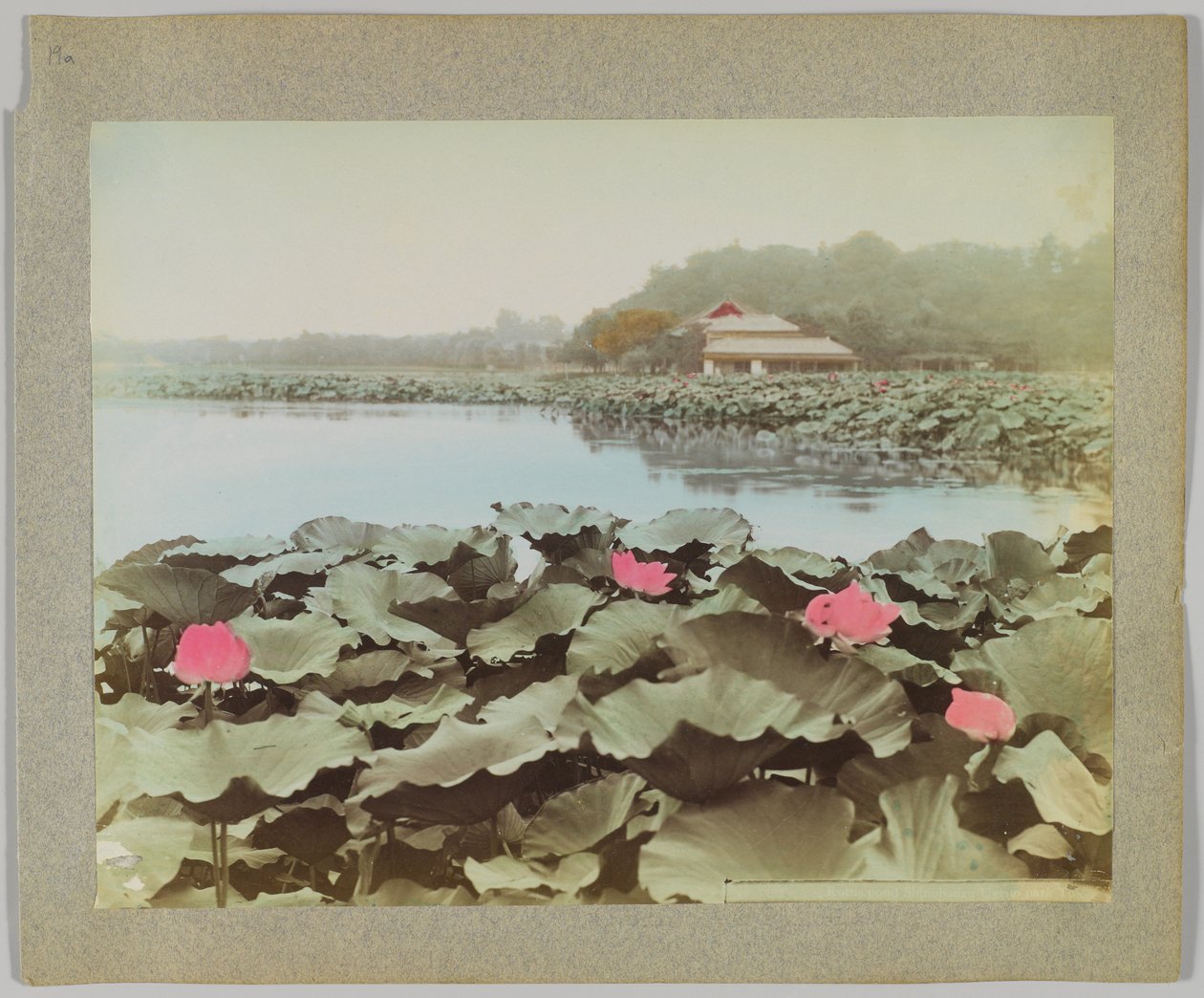 Lotosy v rybníku Shinobadzu, park Uyeno, Tokio, Japonsko (ručně kolorovaná černobílá fotografie) od Japanese Photographer