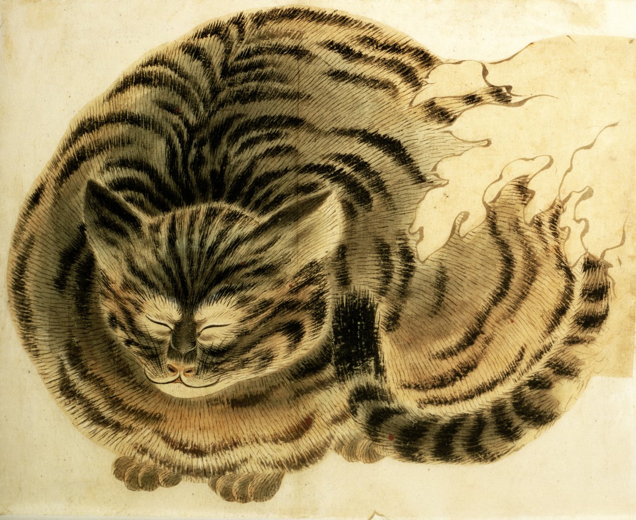Spící kočka, pub. cca 1850 (akvarel na papíře) od Japanese Photographer