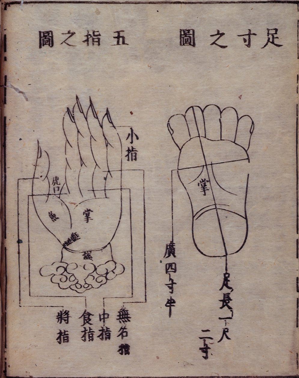 16029.b.5 fol.15v Diagram znázorňující akupunkturní body na rukou a nohou, z japonského komentáře k čínské práci o akupunktuře, Shisijing fahui z roku 1341 od Hua Shou, Kyoto od Japanese School
