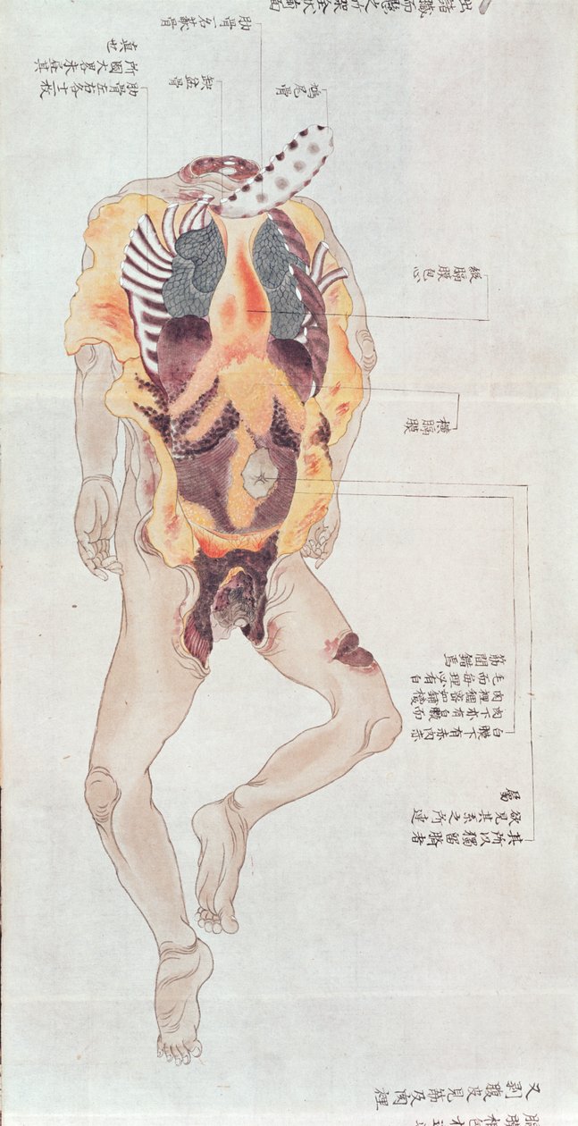 Vykuchané tělo z pitvy oběti mučení z roku 1796, z makimona midoriského lékaře, 1842 (pero a inkoust a wc na papíře) od Japanese School