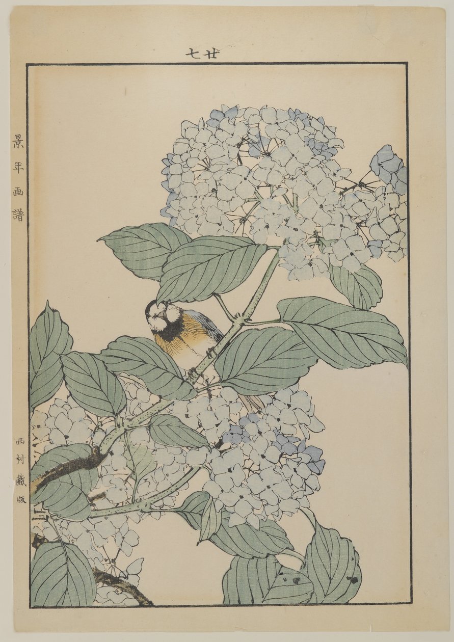 Pták s hortenzií, období Meiji, cca 1868-1912 (barevný dřevotisk) od Japanese School