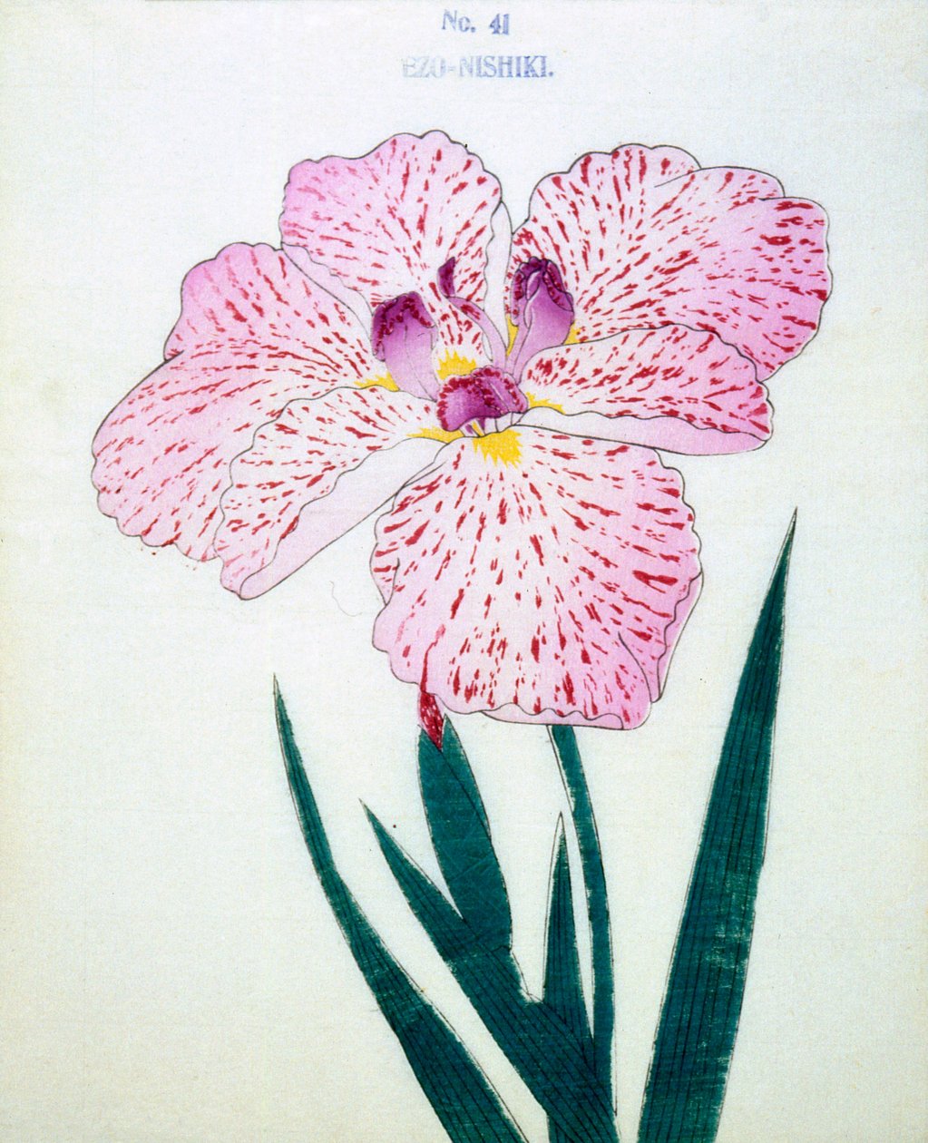 Ezo-Nishiki, of. 41, 1898 od Japanese School