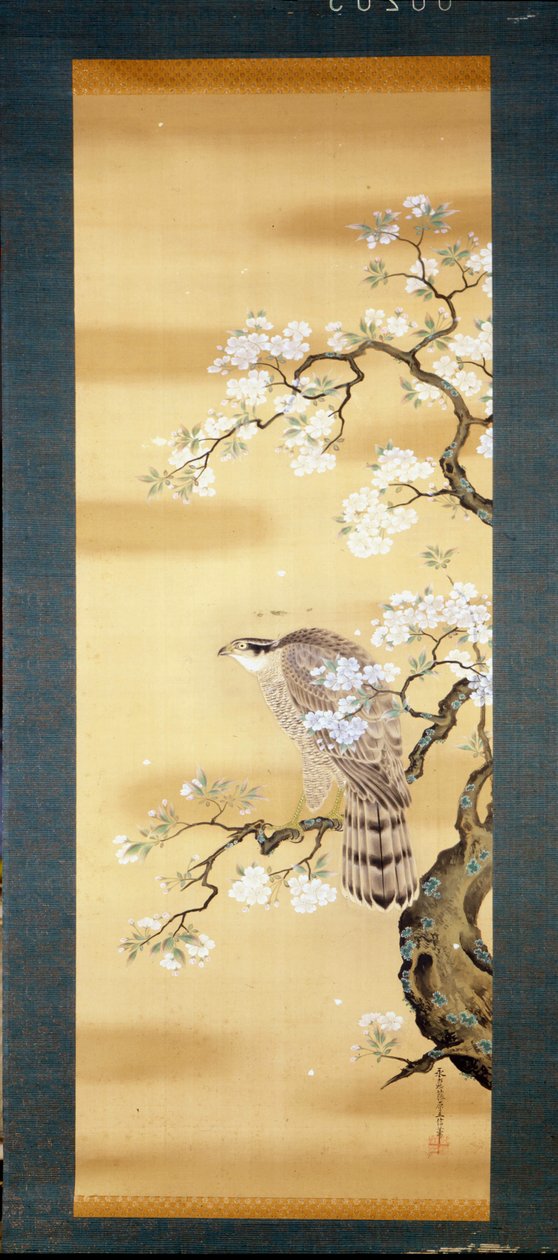 Sokol na větvi japonské třešně rozkvetl. Malba na hedvábí z 18. století Japonska. Janov. Museo Chiossone. od Japanese School
