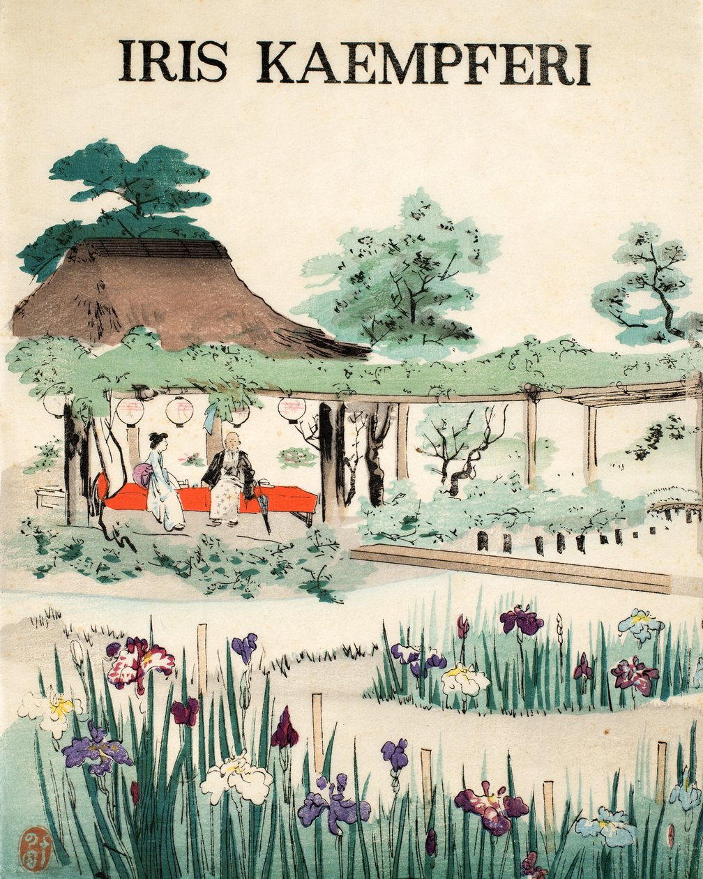 Iris Kaempferi - Přední strana obálky, 1890 od Japanese School