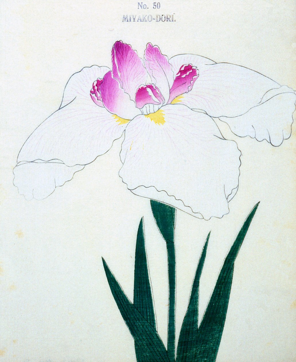 jaké je hlavní město? 50, 1898 od Japanese School
