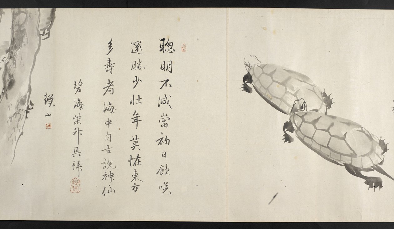 Nebo. 14872, f.36, Dvě želvy, od Yoshida Seisai (handscroll) od Japanese School