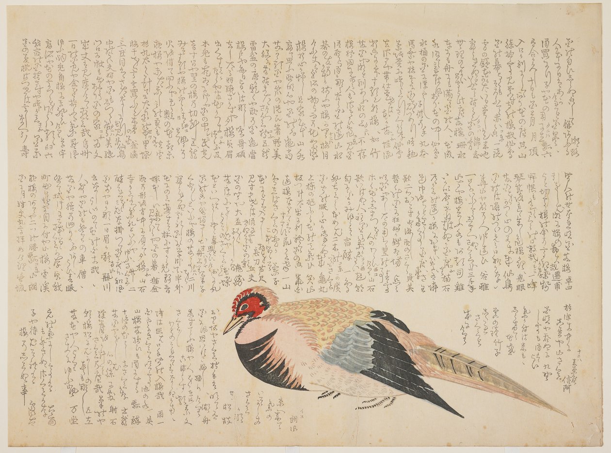 Bažant, c.1818-29 (barevný dřevořez) od Japanese School