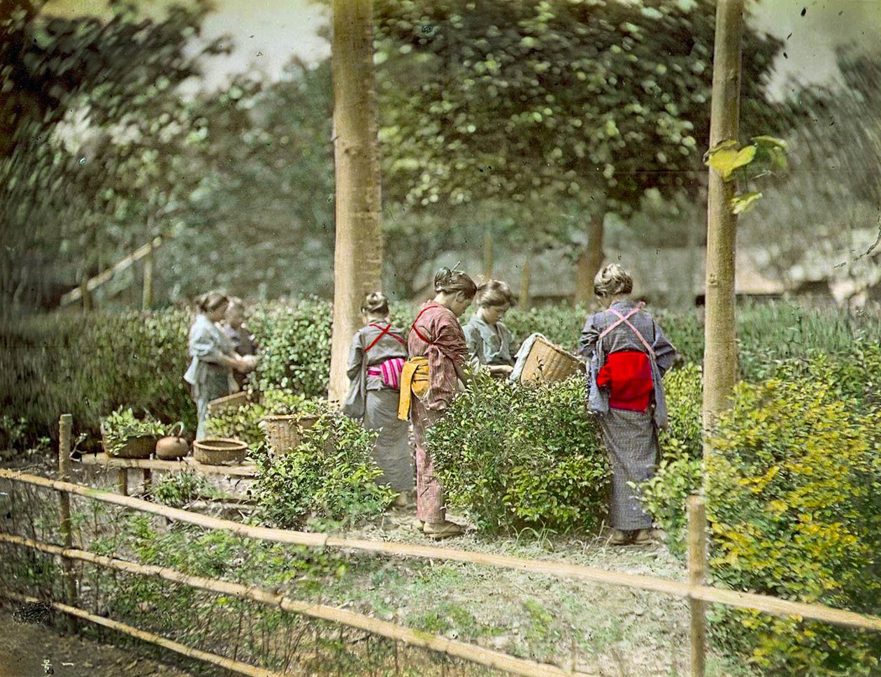 Sbírání čaje, kolem roku 1880 od Japanese School