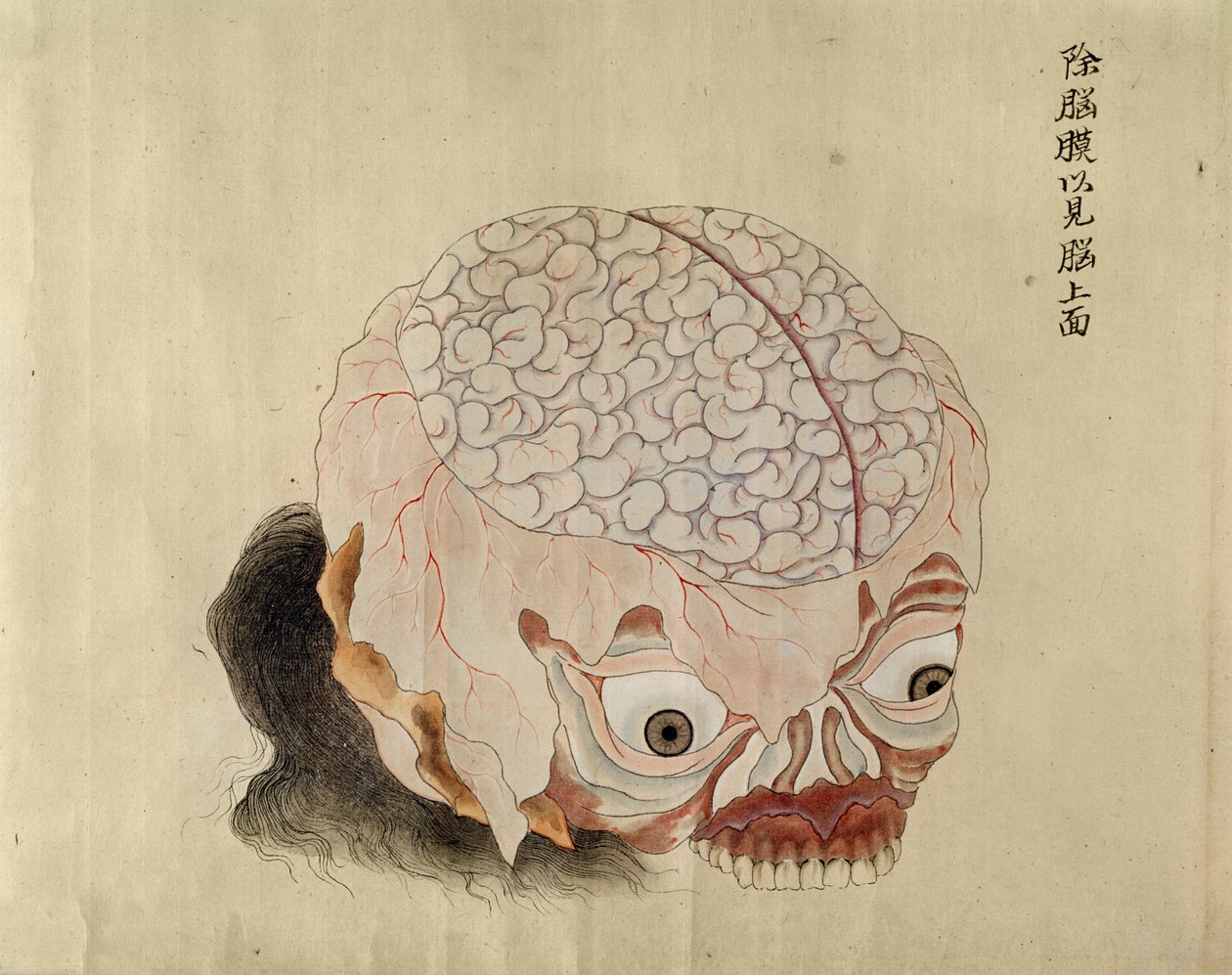 Anatomie mozku z pitvy oběti mučení z roku 1796, z makimona midoriského lékaře, 1842 (pero a inkoust a wc na papíře) od Japanese School