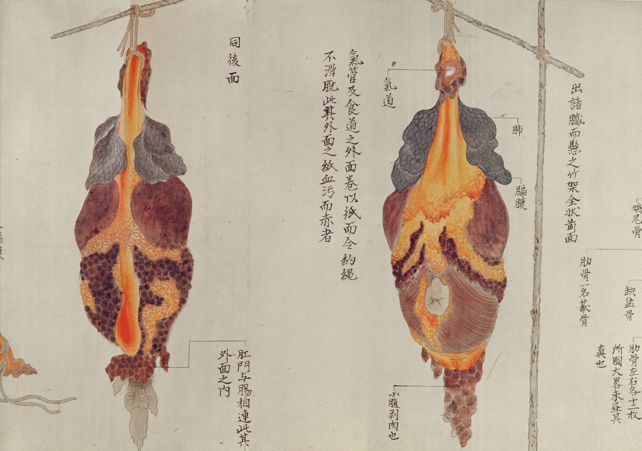 Plíce z pitvy oběti mučení z roku 1796, z makimona midoriského lékaře, 1842 (pero a inkoust a wc na papíře) od Japanese School