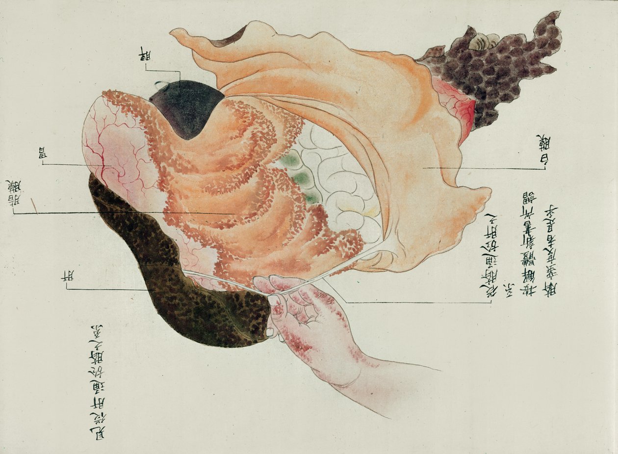 Žaludek a střeva z pitvy oběti mučení z roku 1796, z makimona midoriského lékaře, 1842 (pero a inkoust a wc na papíře) od Japanese School