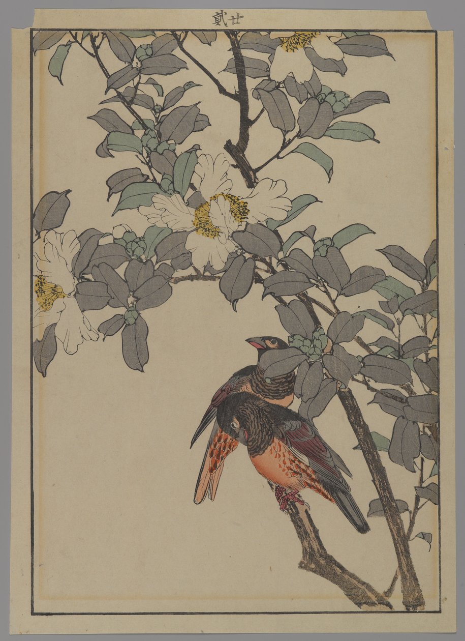 Dva ptáci s bílými květy, období Meiji, 1892 (barevný dřevotisk) od Japanese School