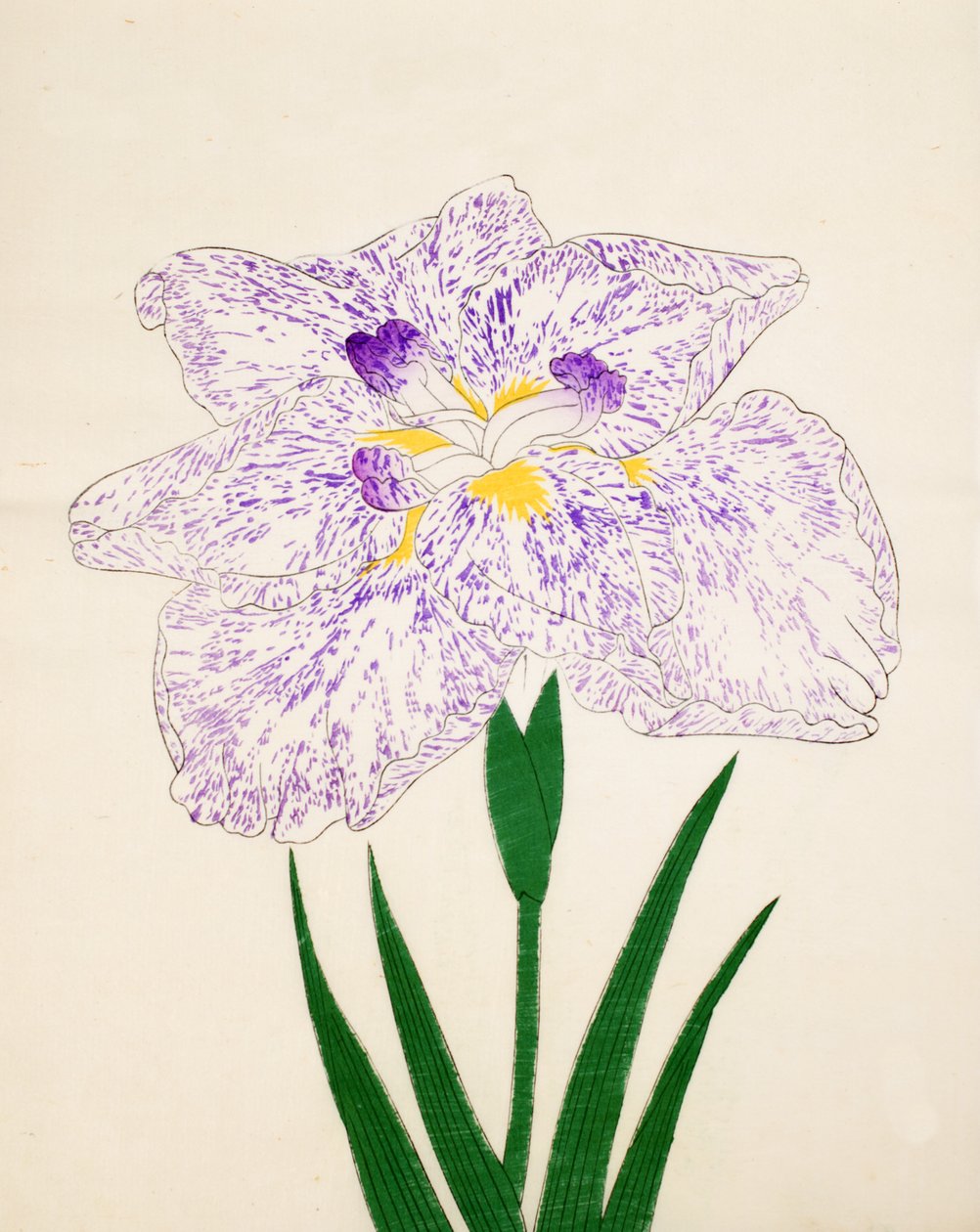 Yamato-Nishiki, No. 31, 1890 od Japanese School