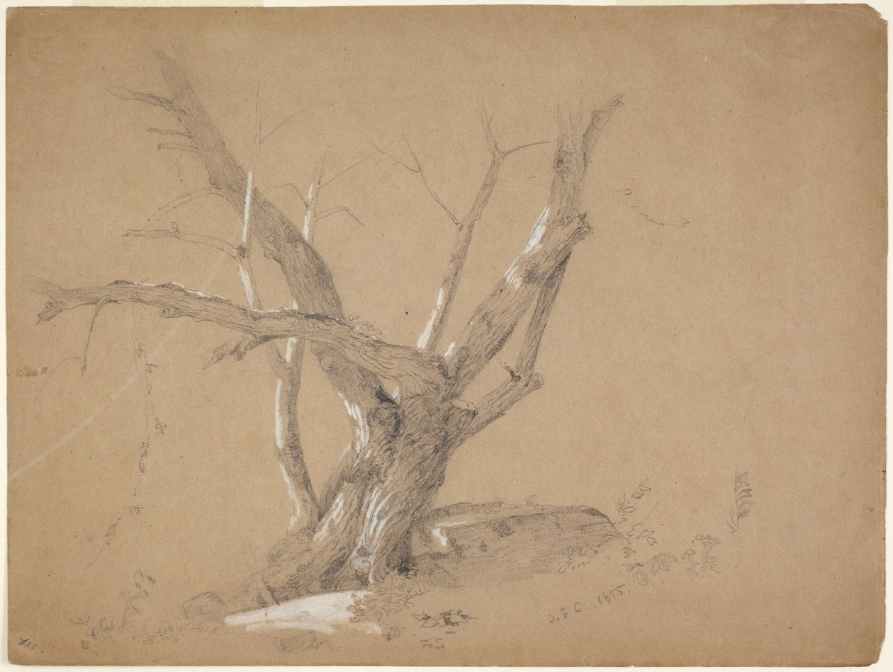 Studie stromu od Jasper Francis Cropsey