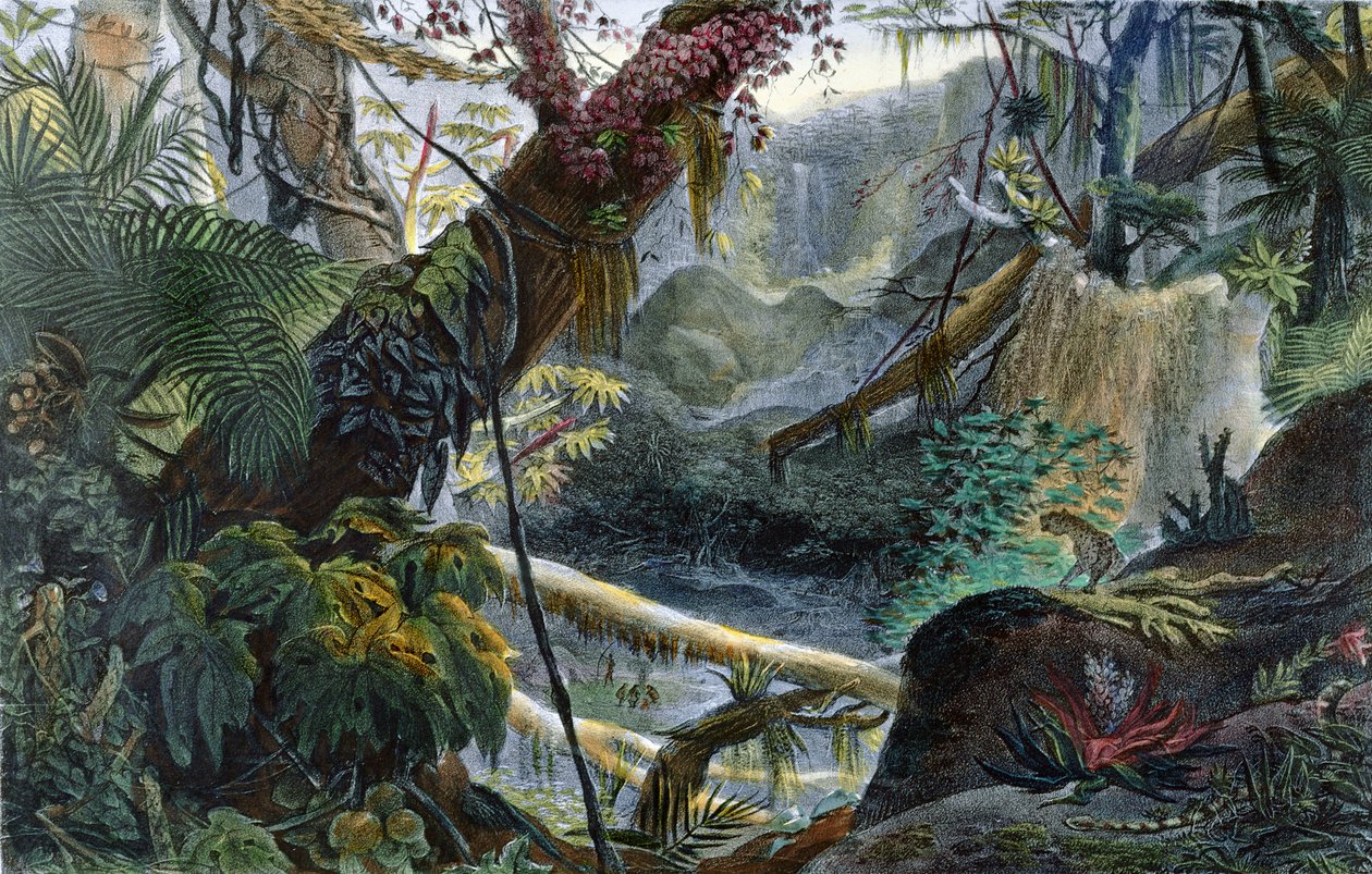 Údolí v Serra do Mar, ilustrace z „Voyage Pittoresque et Historique au Bresil“ od Jean-Baptiste Debreta (1768-1848), vydané v Paříži, 1839 od Jean Baptiste Debret