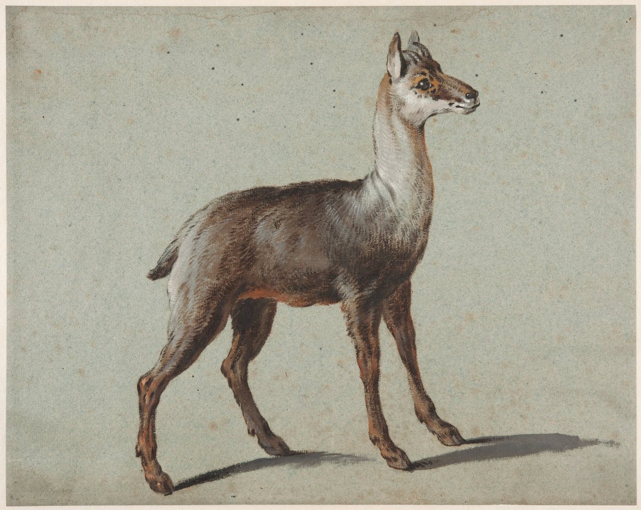 Kamzík od Jean-Baptiste Oudry