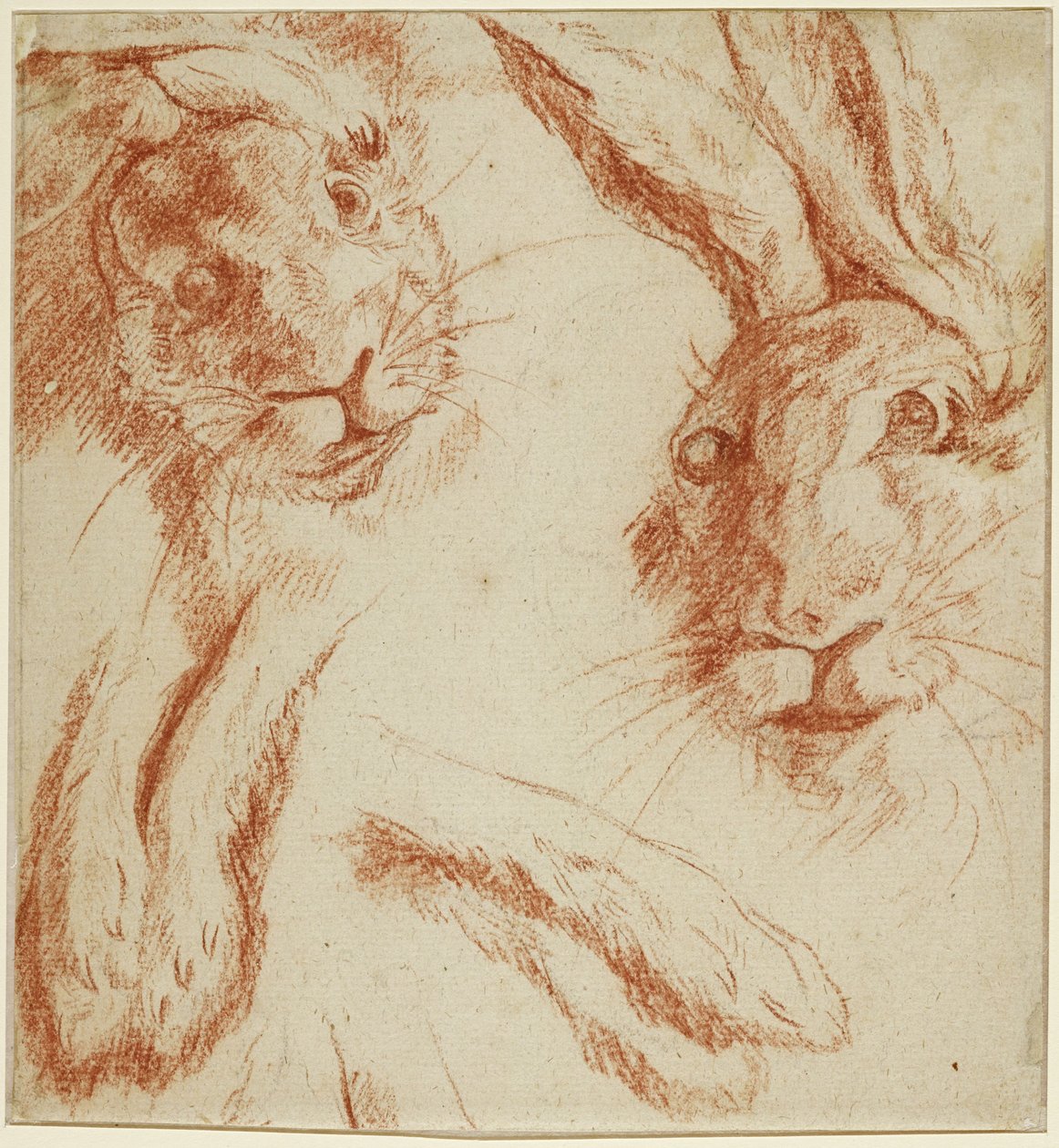 Hasenstudien: zwei Köpfe und zwei Paar Pfoten od Jean-Baptiste Oudry