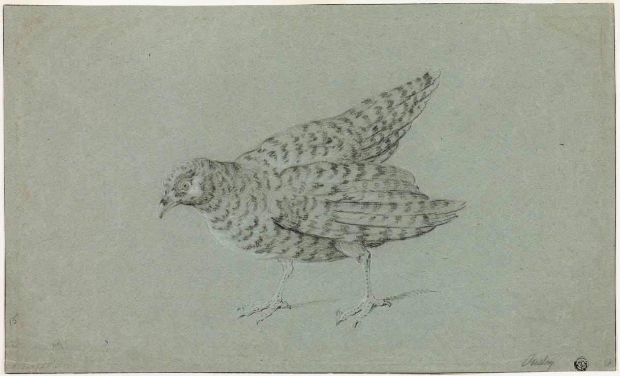 Koroptev od Jean-Baptiste Oudry