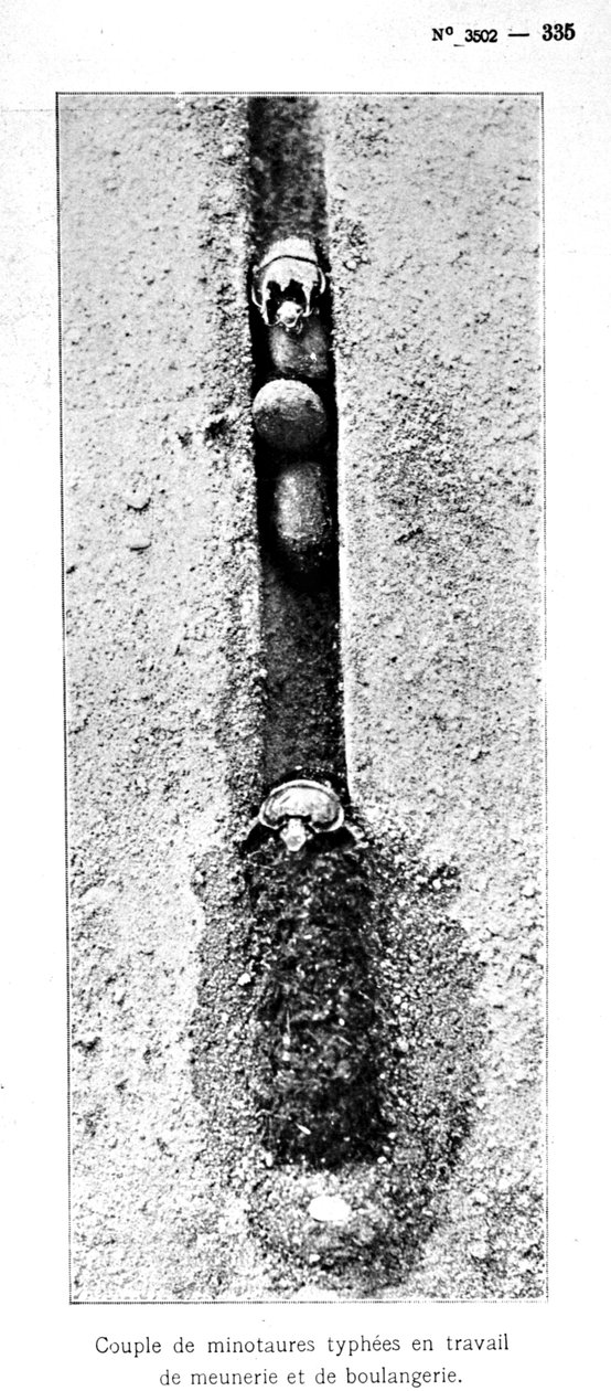 Hmyzí díra Minotaur 1,5 metru pod úrovní země, od Souvenirs Entomologiques od Fabre, publikovaná v roce 1924 (černobílá fotografie) od Jean Henri Fabre