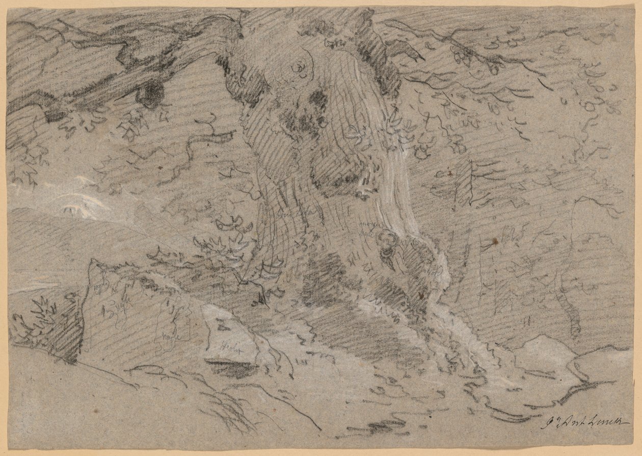 Studie kmene starého stromu od Jean Antoine Linck