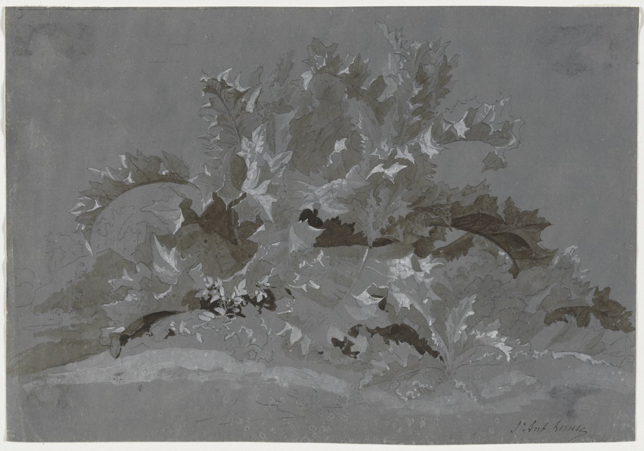 Studium plevelů od Jean Antoine Linck