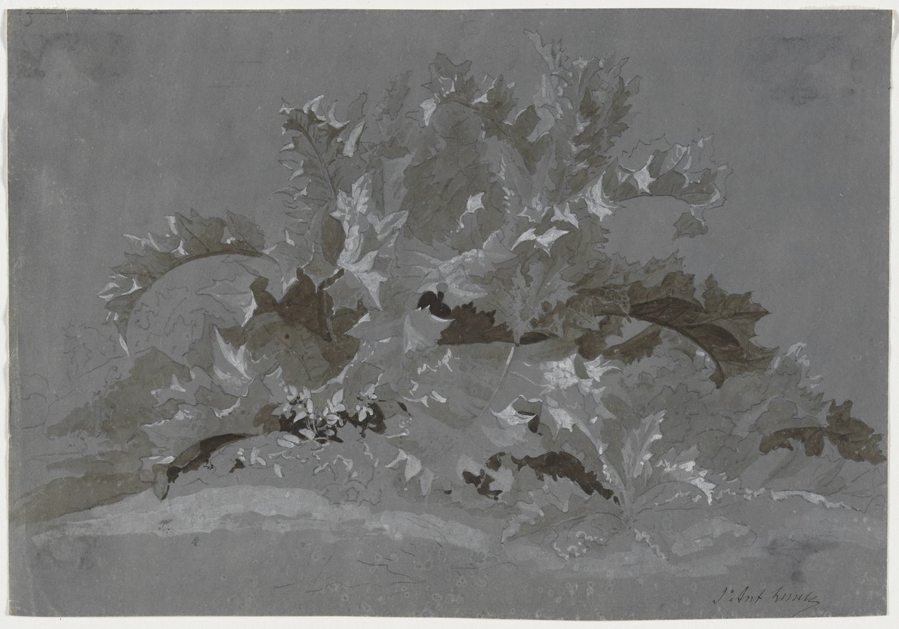 Studium plevelů, 1800-1850. od Jean Antoine Linck