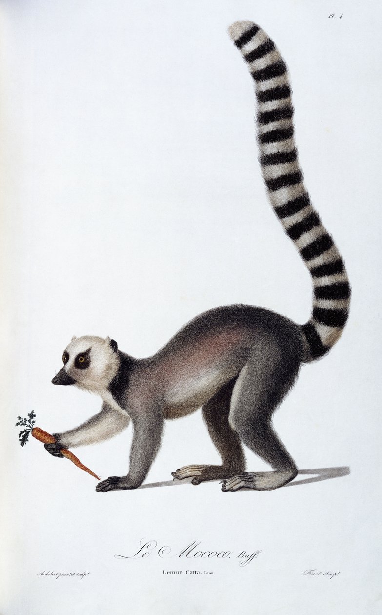 Lemur, kolem 1798-99 od Jean Baptiste Audebert