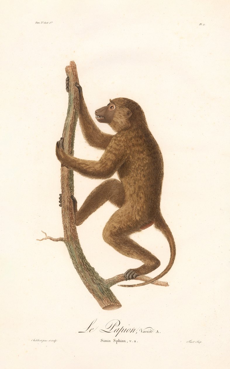  od Jean Baptiste Audebert