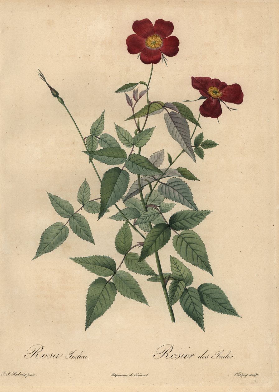 Karmínová čínská růže, Rosa chinensis. od Jean Baptiste Chapuy