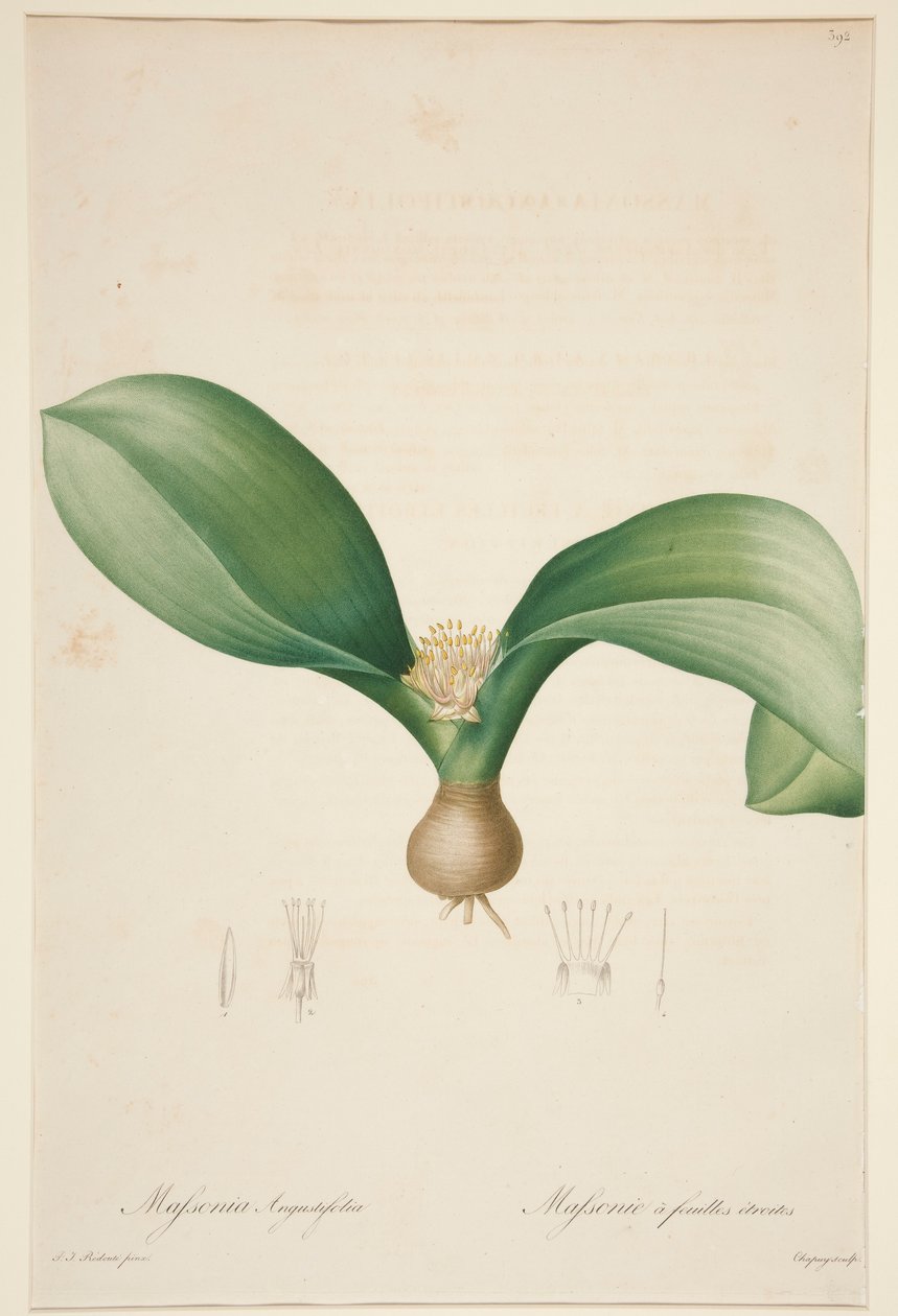 Massonia Angustifolia, Massonie ? feuilles ?troites (Massonia s úzkými listy) od Jean Baptiste Chapuy