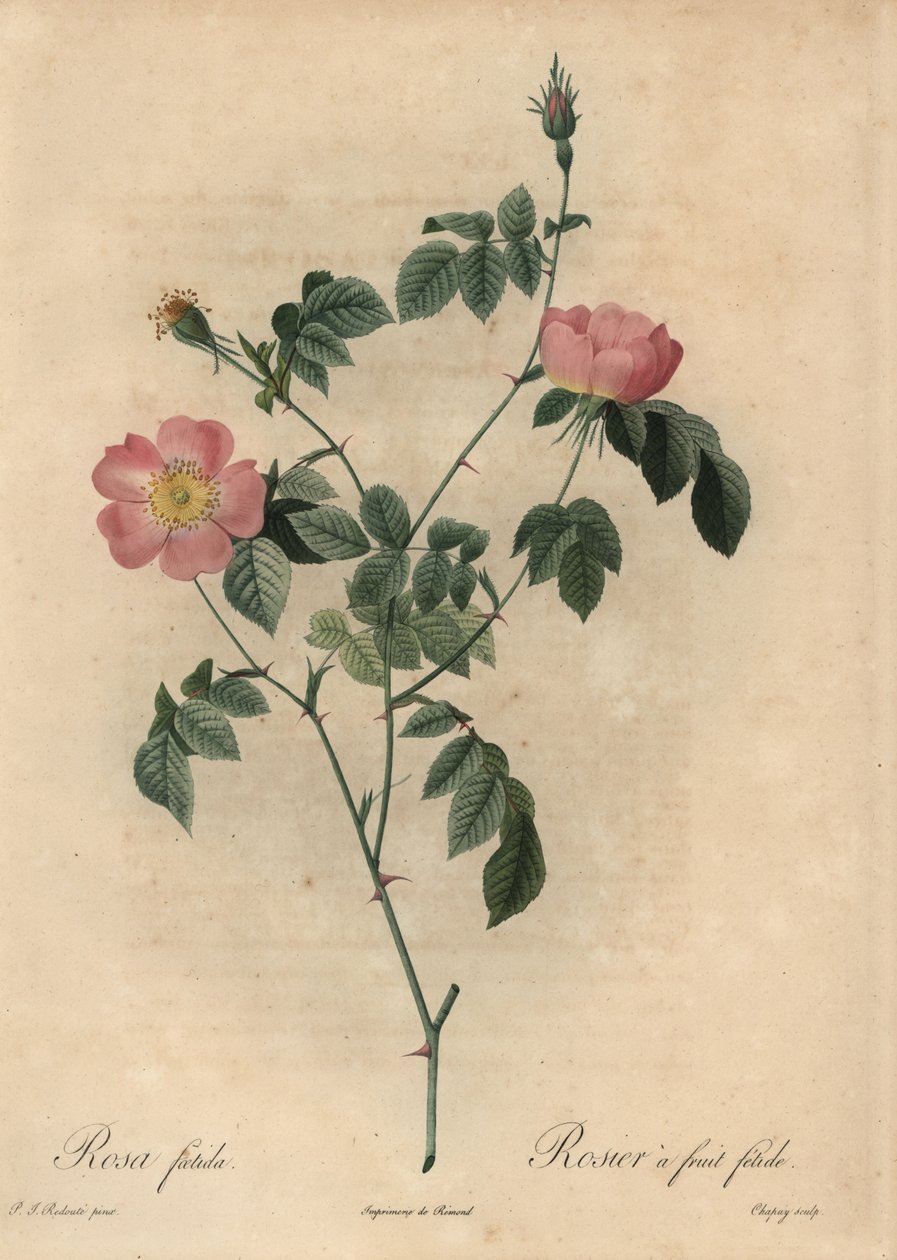 Rosa foetida, Rosier ovocný fetide. od Jean Baptiste Chapuy