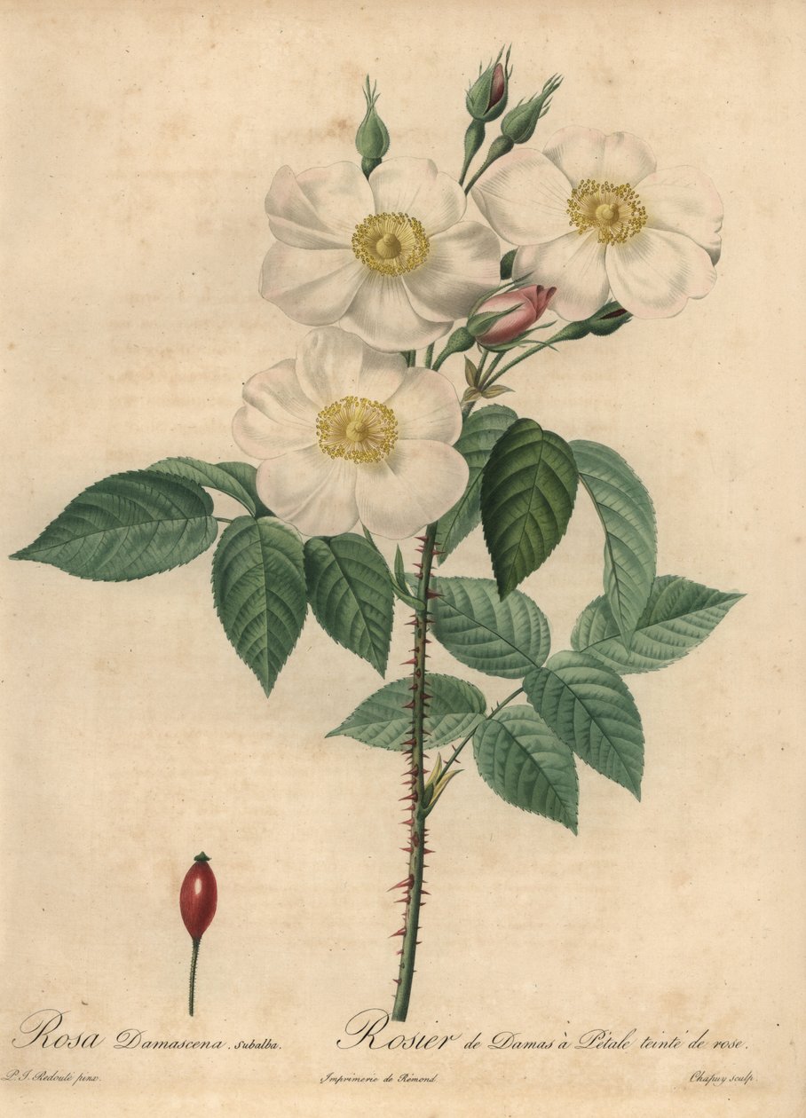 Bílá růže damašská, Rosa x damascena. od Jean Baptiste Chapuy