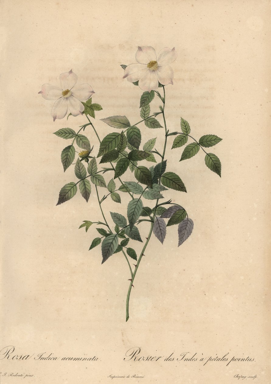 Bílá a růžová čínská růže, Rosa chinensis. od Jean Baptiste Chapuy