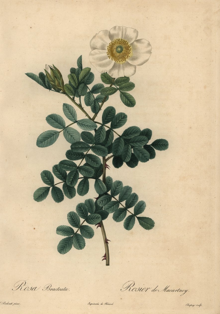 Bílá růže ptačinec, Rosa bracteata, od Jean Baptiste Chapuy