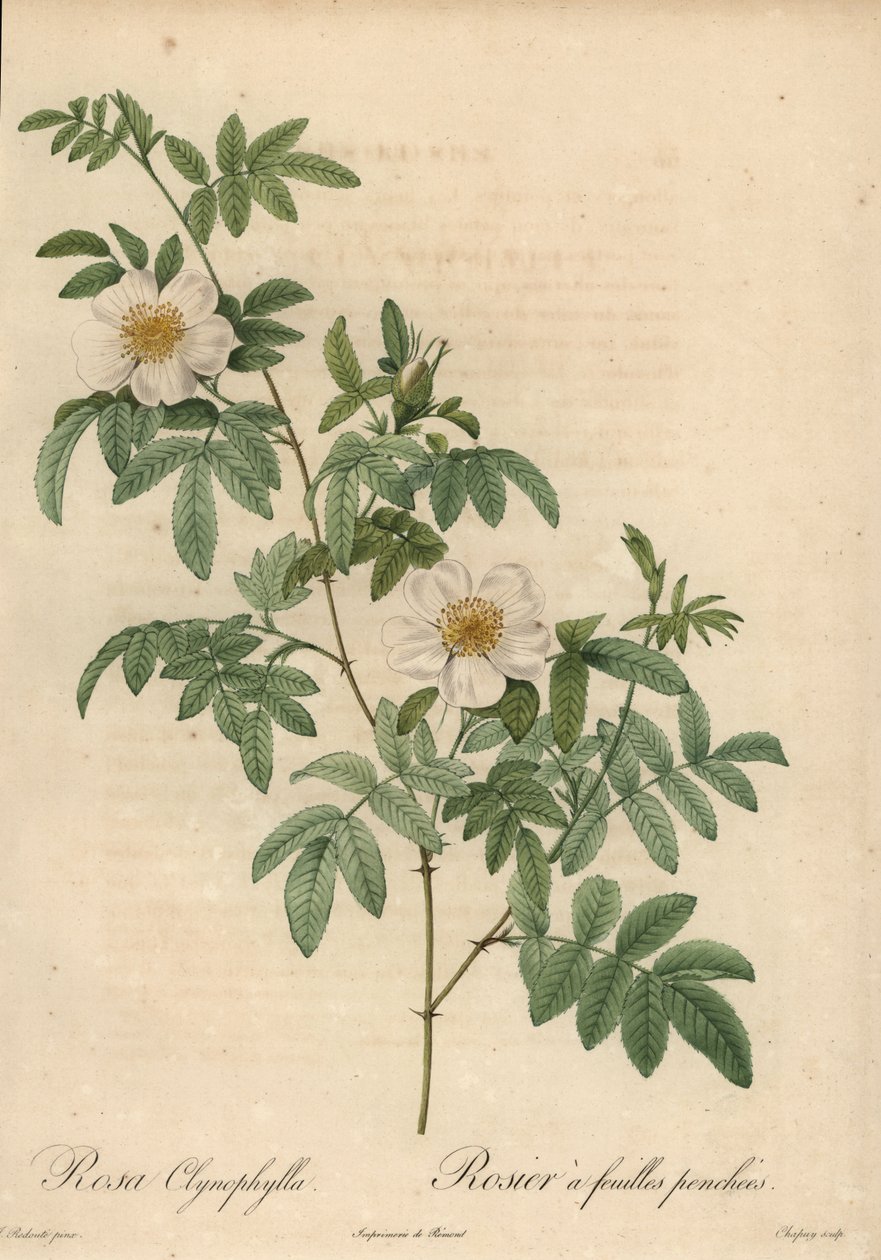 Bílá růže, Rosa clynophylla. od Jean Baptiste Chapuy