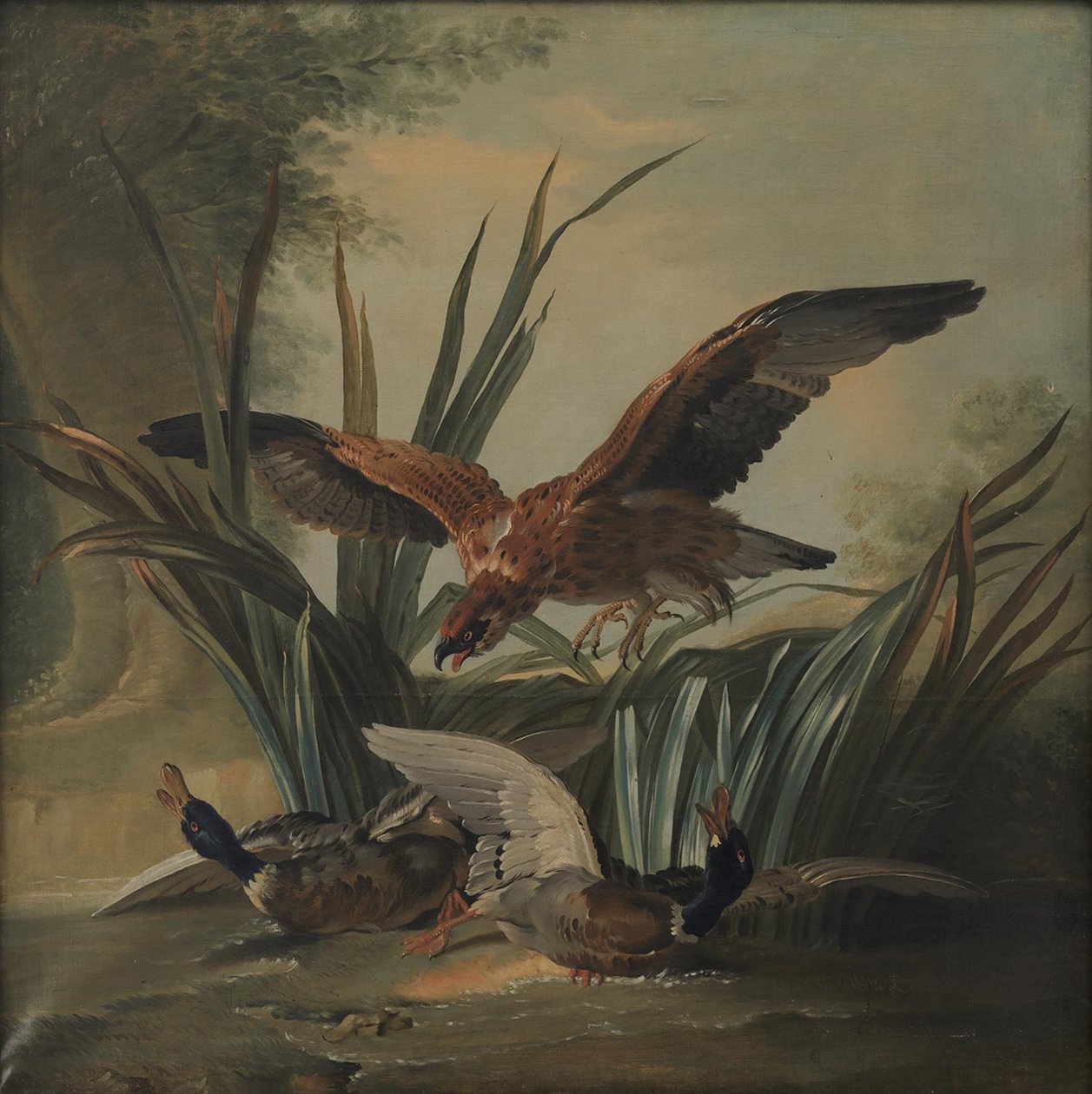 Jestřáb vrhající se na pár kachen od Jean Baptiste Oudry