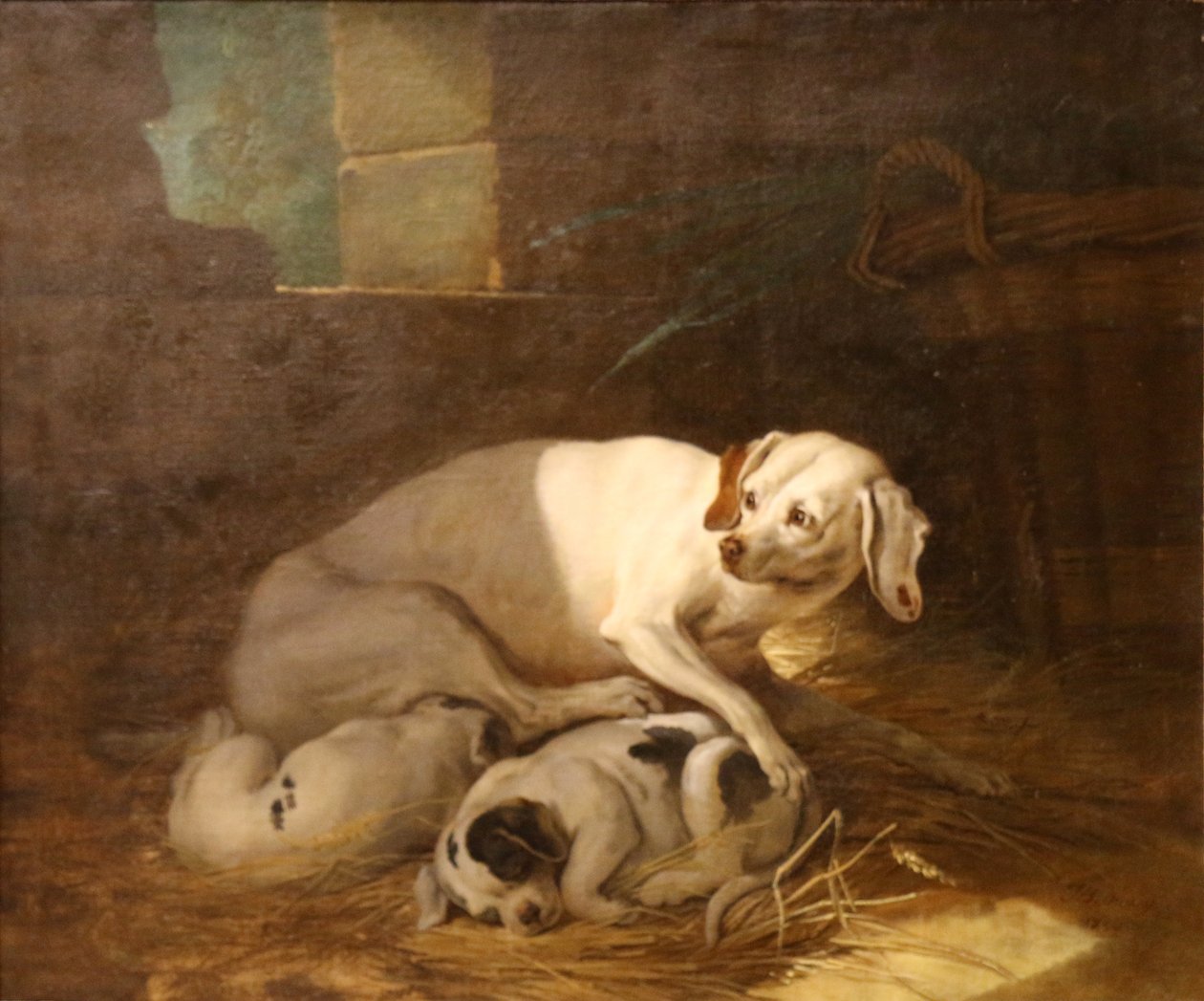 Pes kojící svá štěňata. od Jean Baptiste Oudry