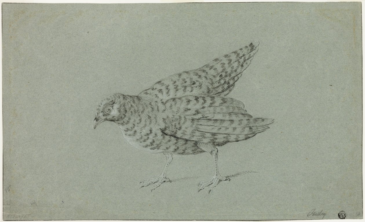 Koroptev od Jean Baptiste Oudry